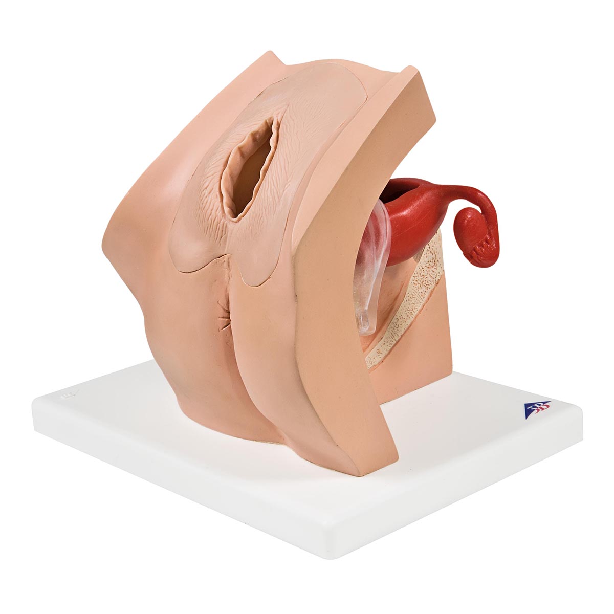 Обучающая гинекологическая модель для медицинского просвещения пациентов - 3B Smart Anatomy